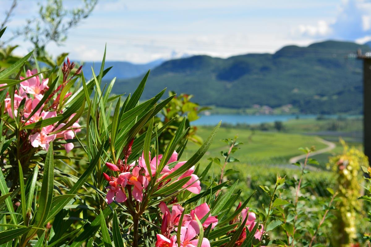 Unterstoan Hof Tramin an der Weinstraße/Termeno sulla Strada del Vino 3 suedtirol.info