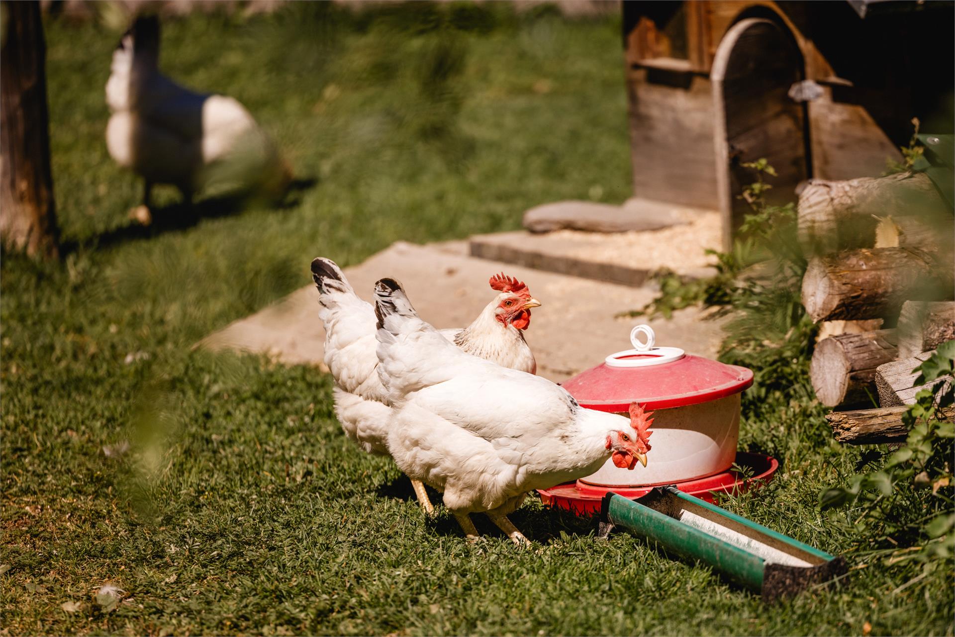 Agritourism Tendershof Graun im Vinschgau/Curon Venosta 12 suedtirol.info