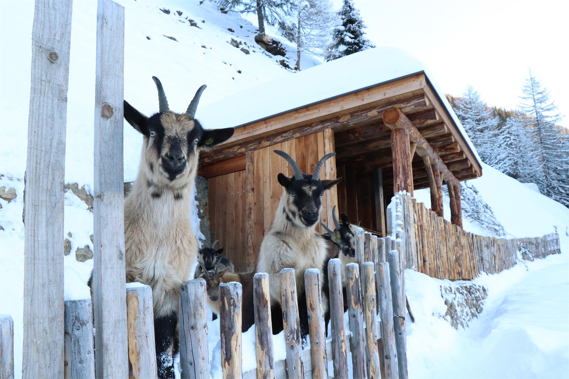 Unterjochmayr Ultimo 6 suedtirol.info