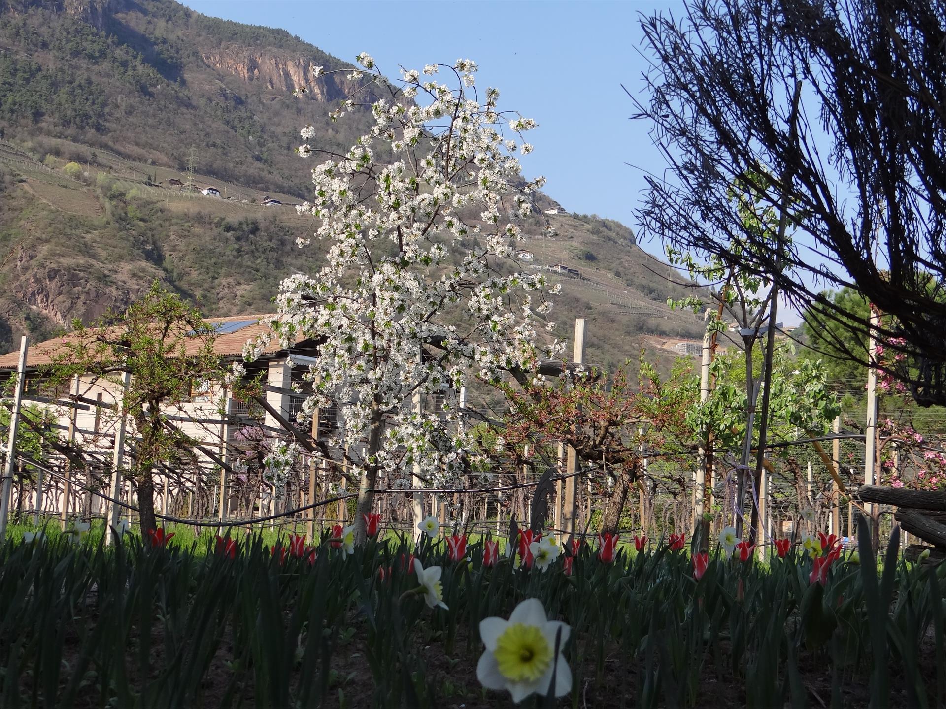 Urbanhof im Prantenbergergut Bolzano/Bozen 11 suedtirol.info