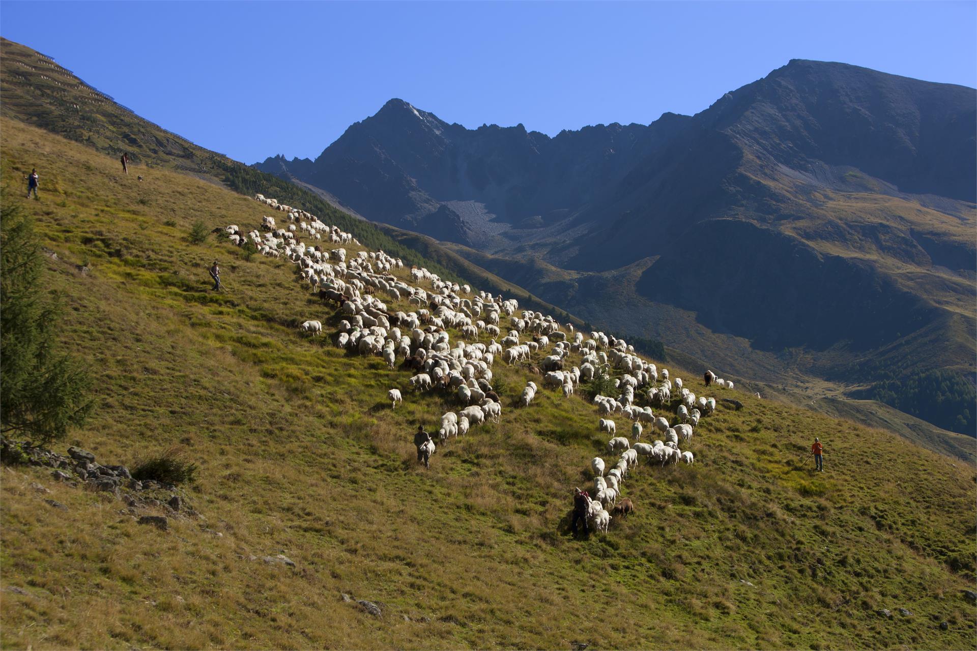 Agritourism Pratzenhof Graun im Vinschgau/Curon Venosta 8 suedtirol.info