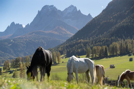 Unterlanerhof Sesto 5 suedtirol.info