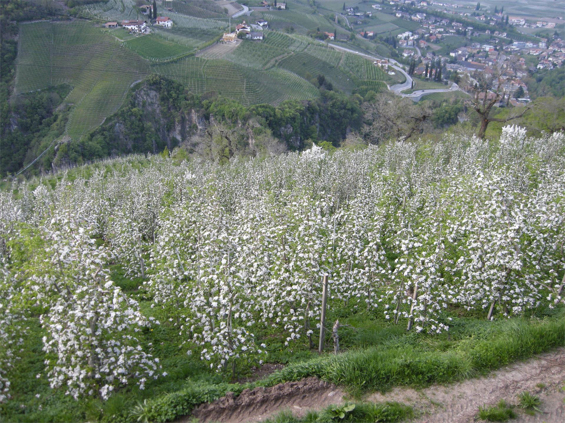 Unterwegerhof Lana 15 suedtirol.info