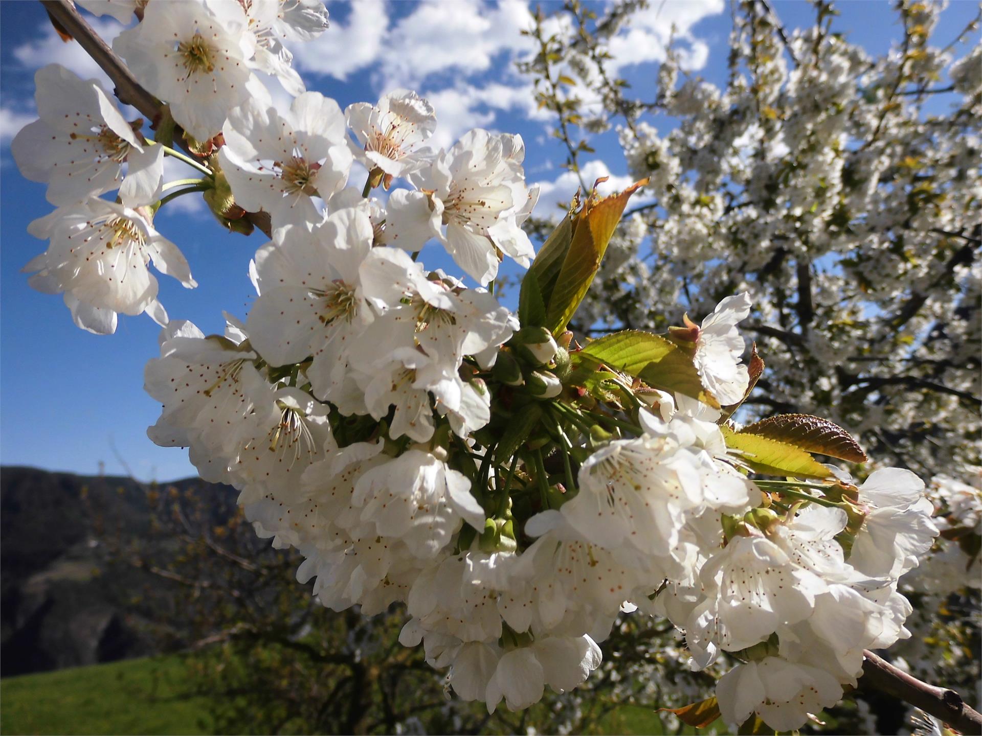 Unterkoflerhof San Genesio Atesino 6 suedtirol.info