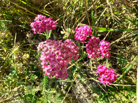 Unterstein Niederdorf 9 suedtirol.info