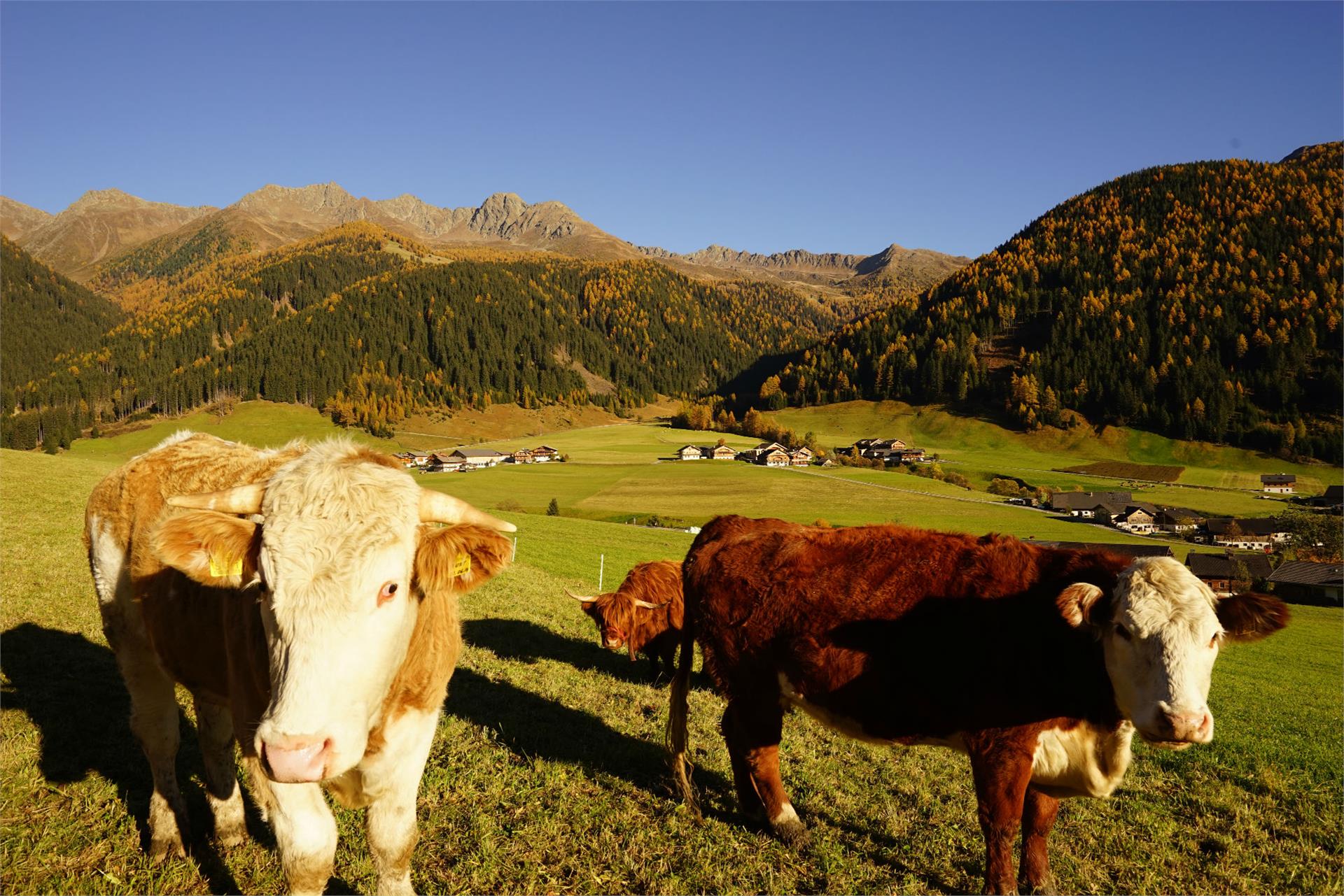 Unterhabererhof Gsies/Valle di Casies 29 suedtirol.info