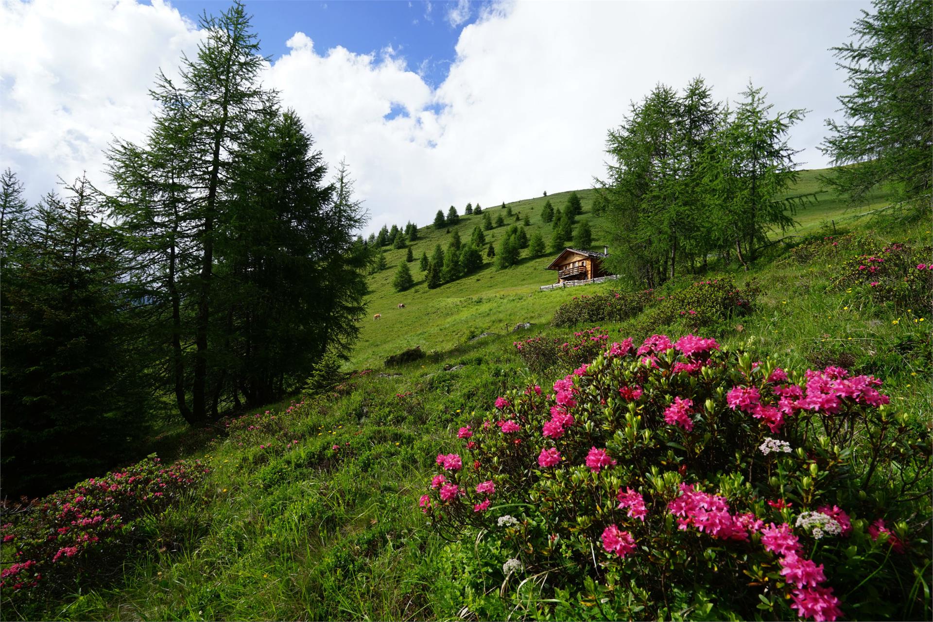 Unterhabererhof Gsies/Valle di Casies 18 suedtirol.info