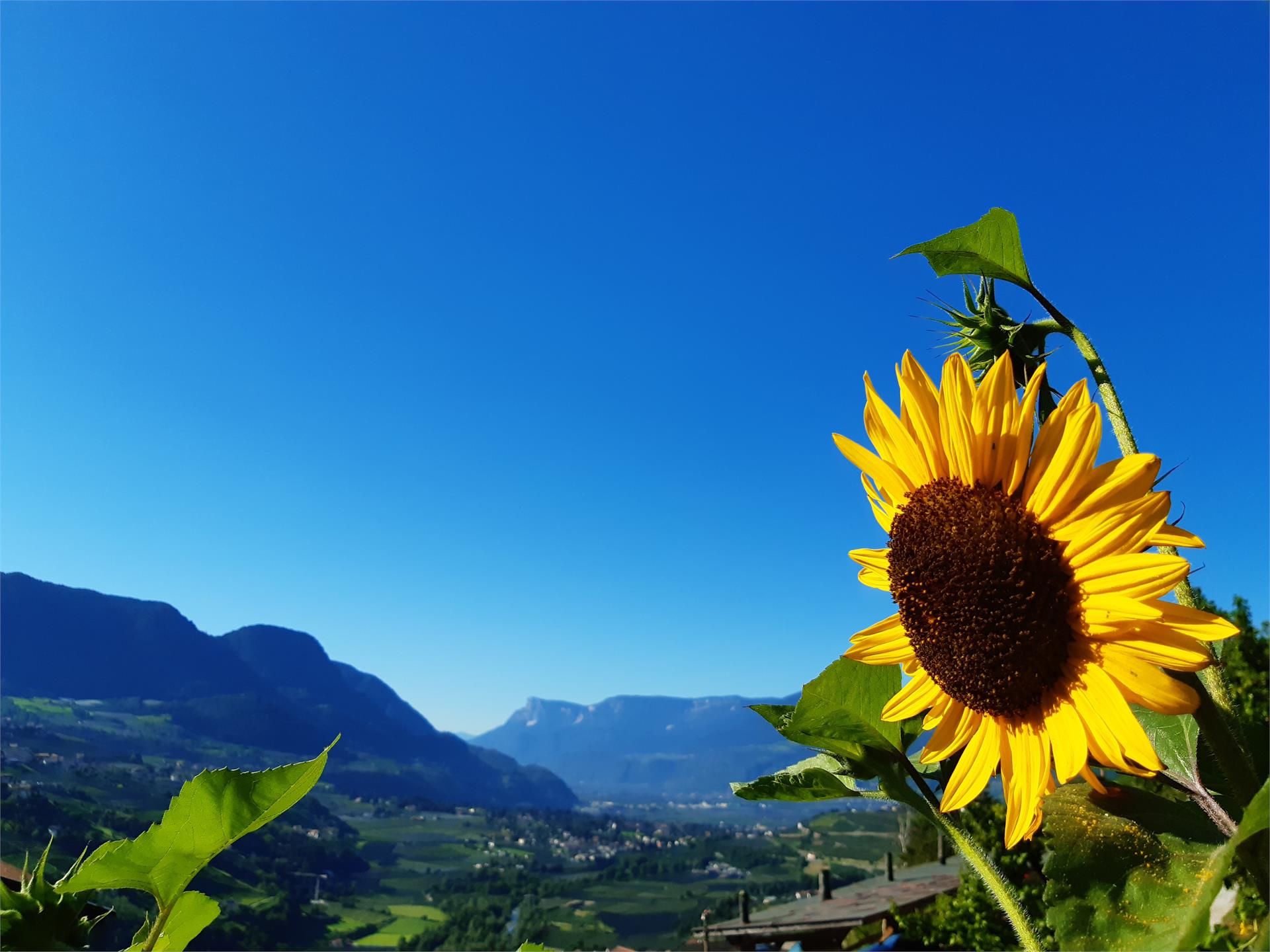 Panoramawohnung Annaheim Riffian 7 suedtirol.info