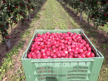 Holiday on a farm Ebnerhof Riffian/Rifiano 15 suedtirol.info