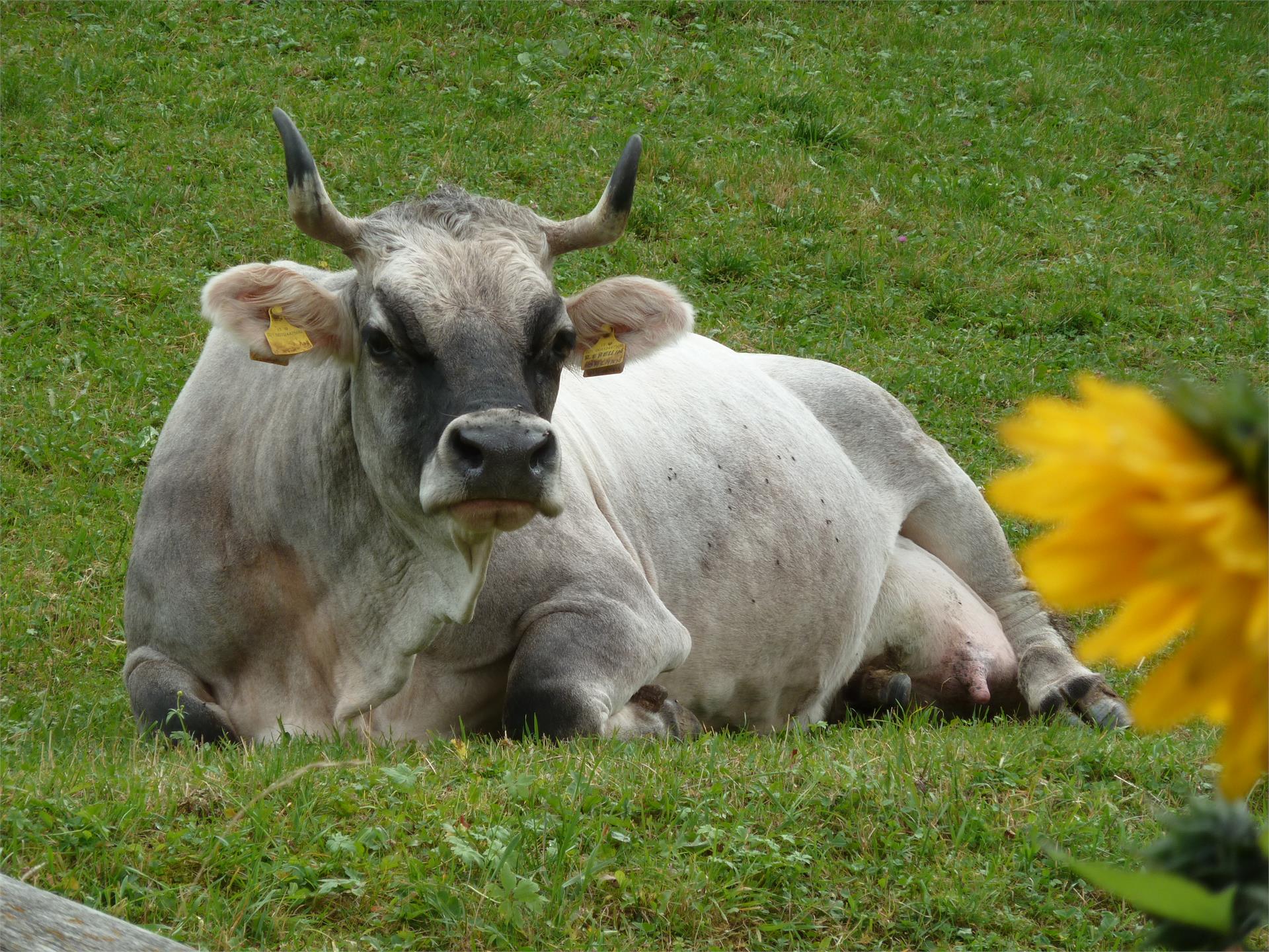 Holiday on a farm Pfeiferhof Moos in Passeier/Moso in Passiria 9 suedtirol.info