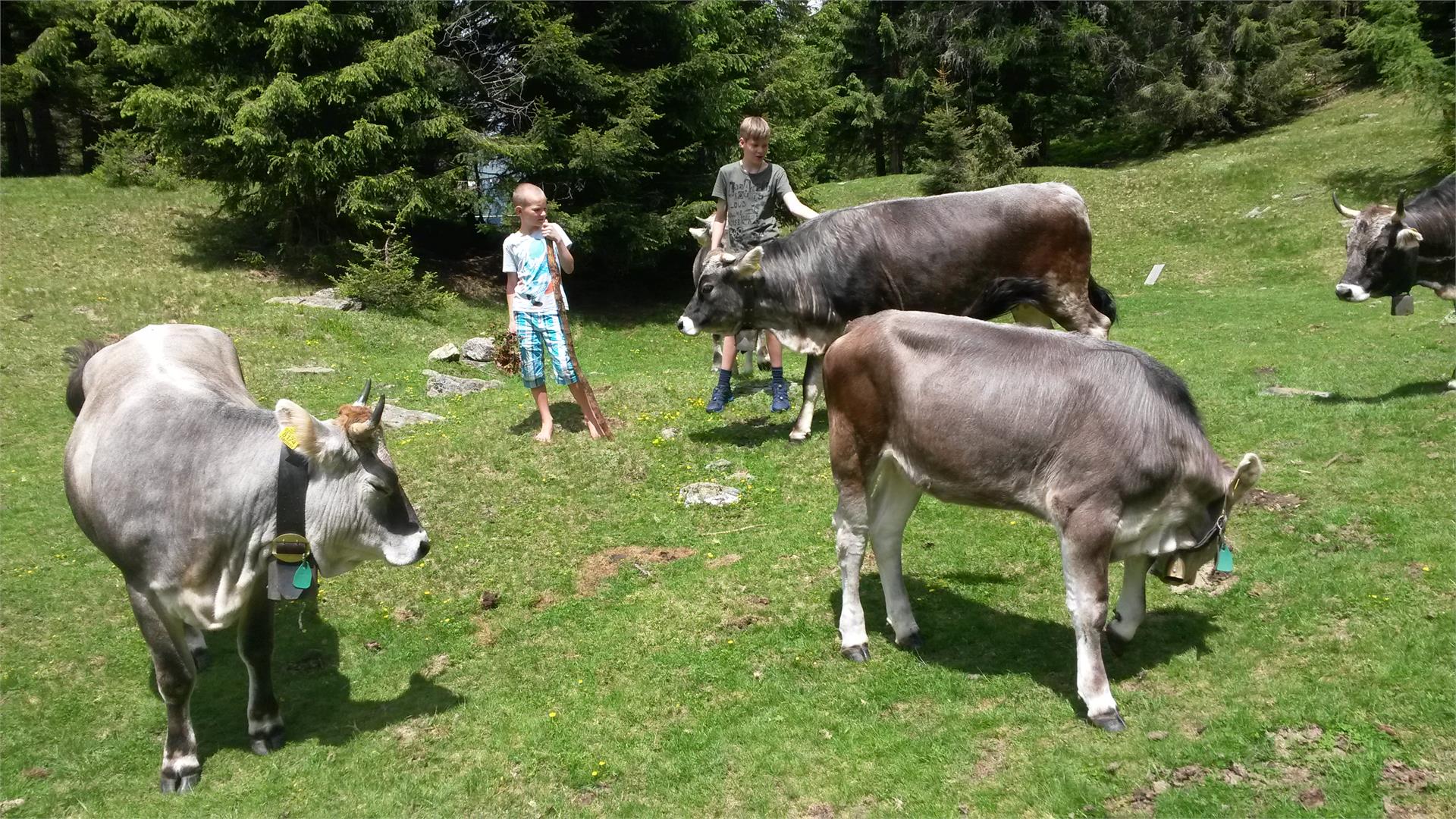 Holiday on a farm Pfeiferhof Moos in Passeier/Moso in Passiria 8 suedtirol.info