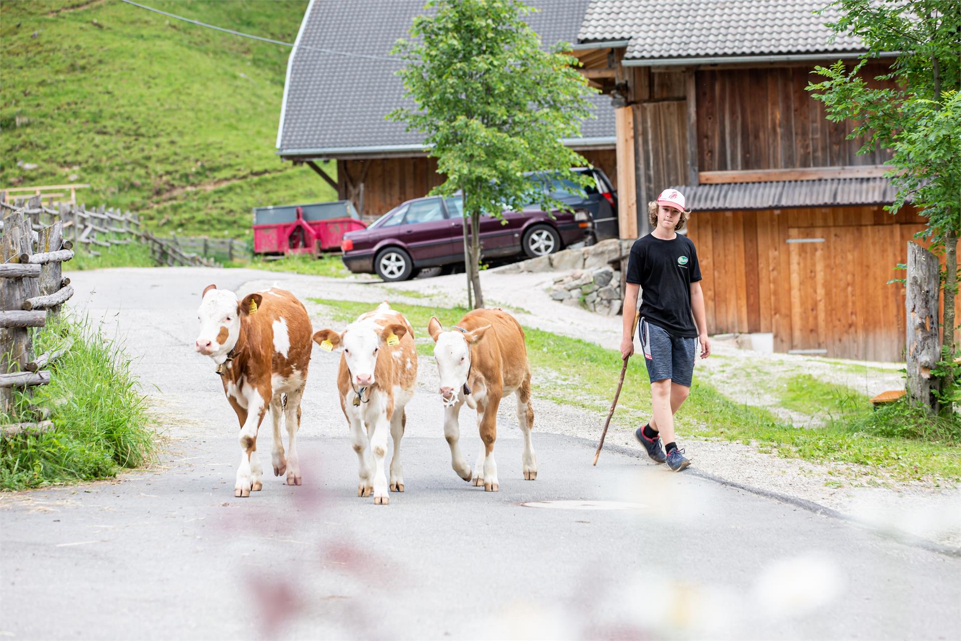 Vöstlerhof Valle di Casies 10 suedtirol.info