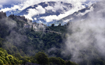 Weingarten San Genesio Atesino 5 suedtirol.info