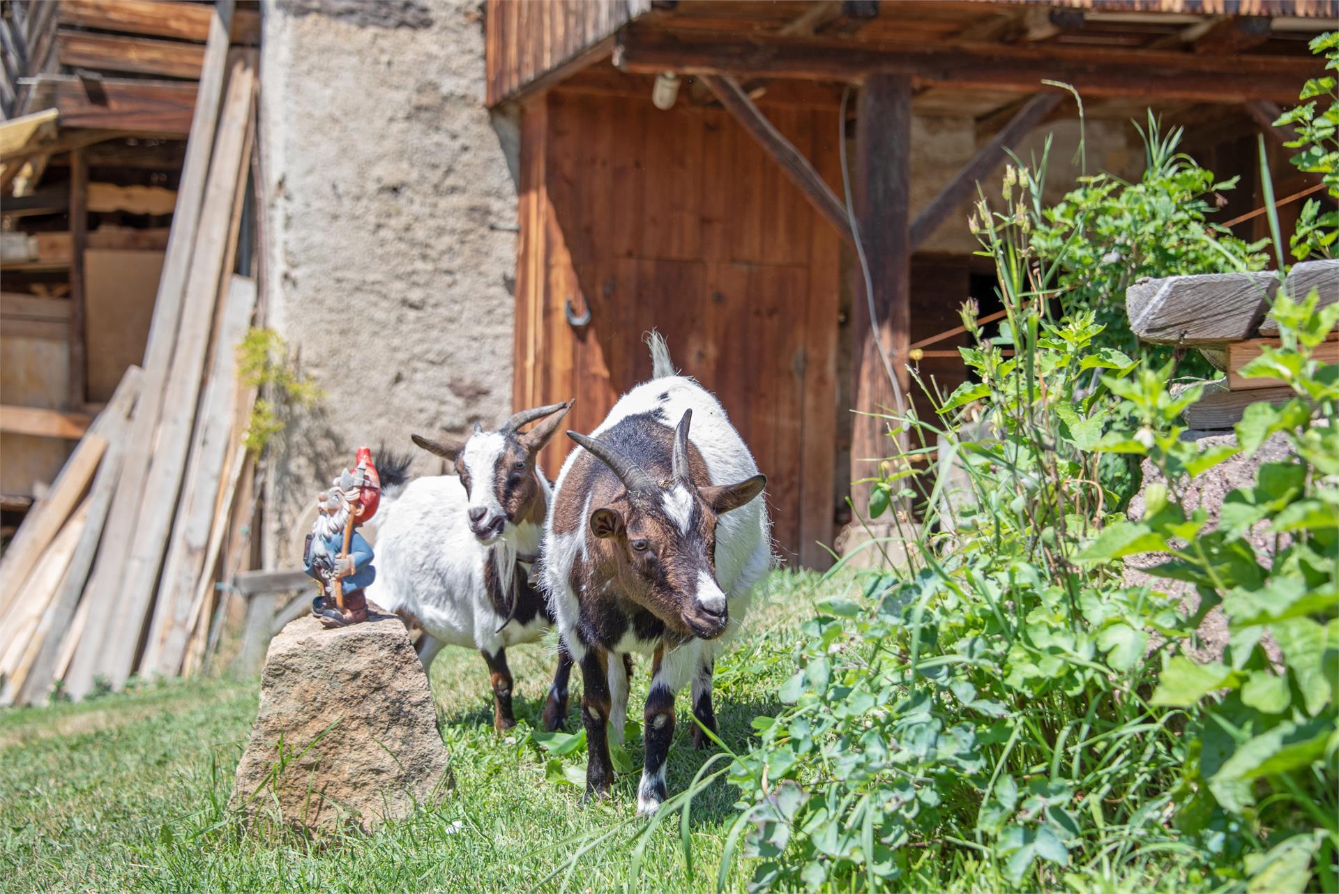 Maso Wieserhof Fiè allo Sciliar 22 suedtirol.info