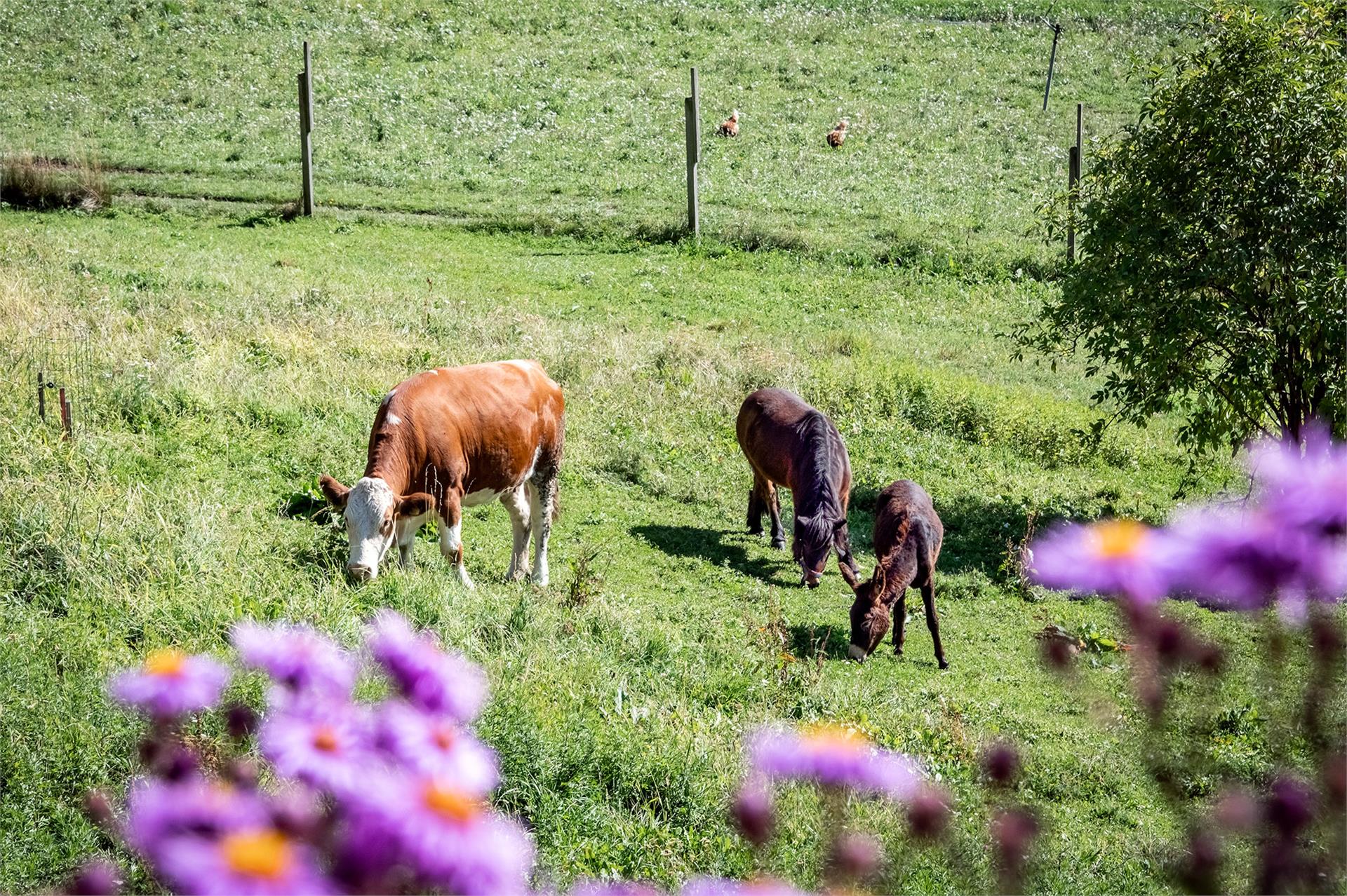 Maso Wieserhof Fiè allo Sciliar 19 suedtirol.info