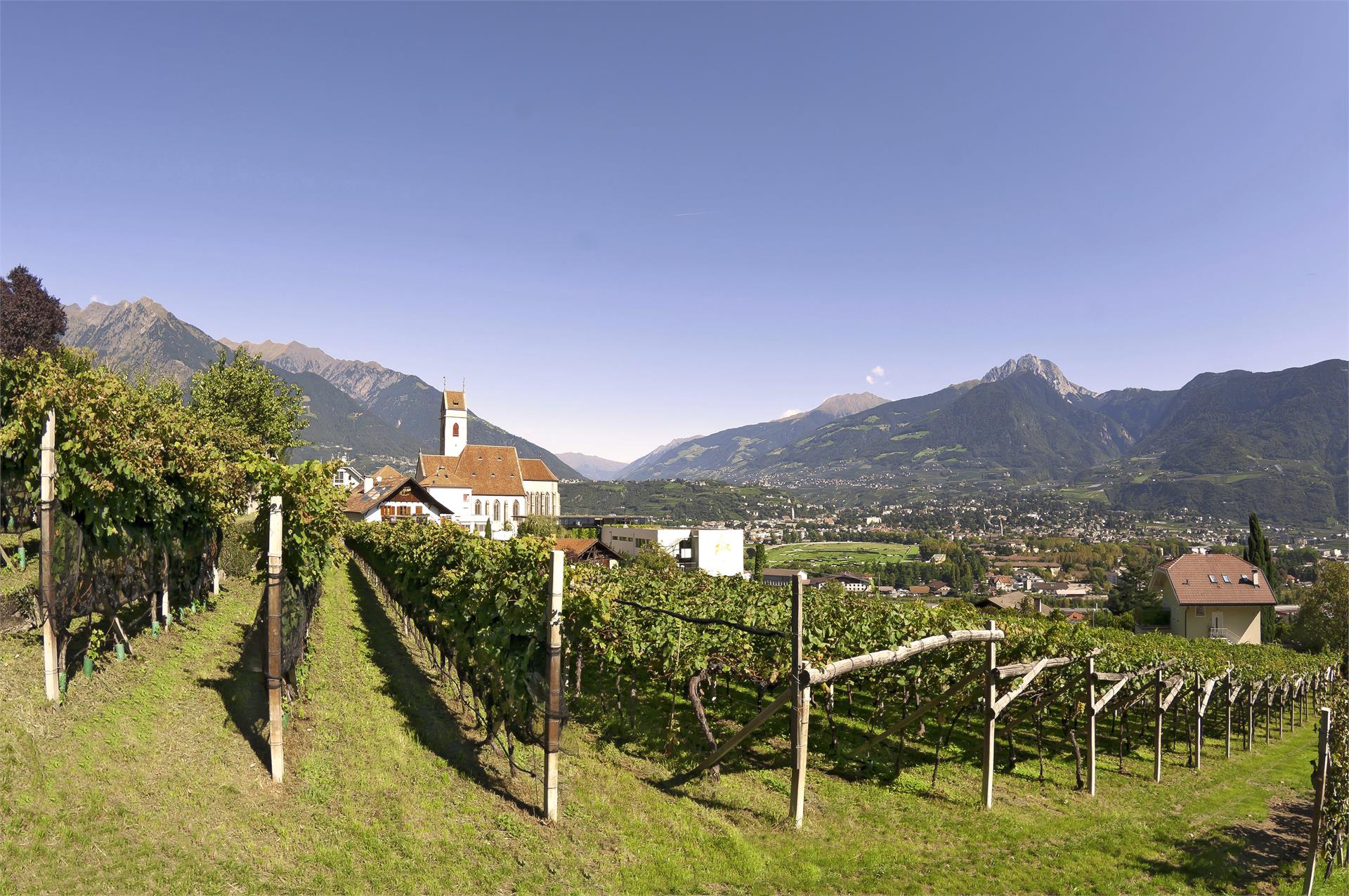 Weingut Garni Popphof Marling 3 suedtirol.info