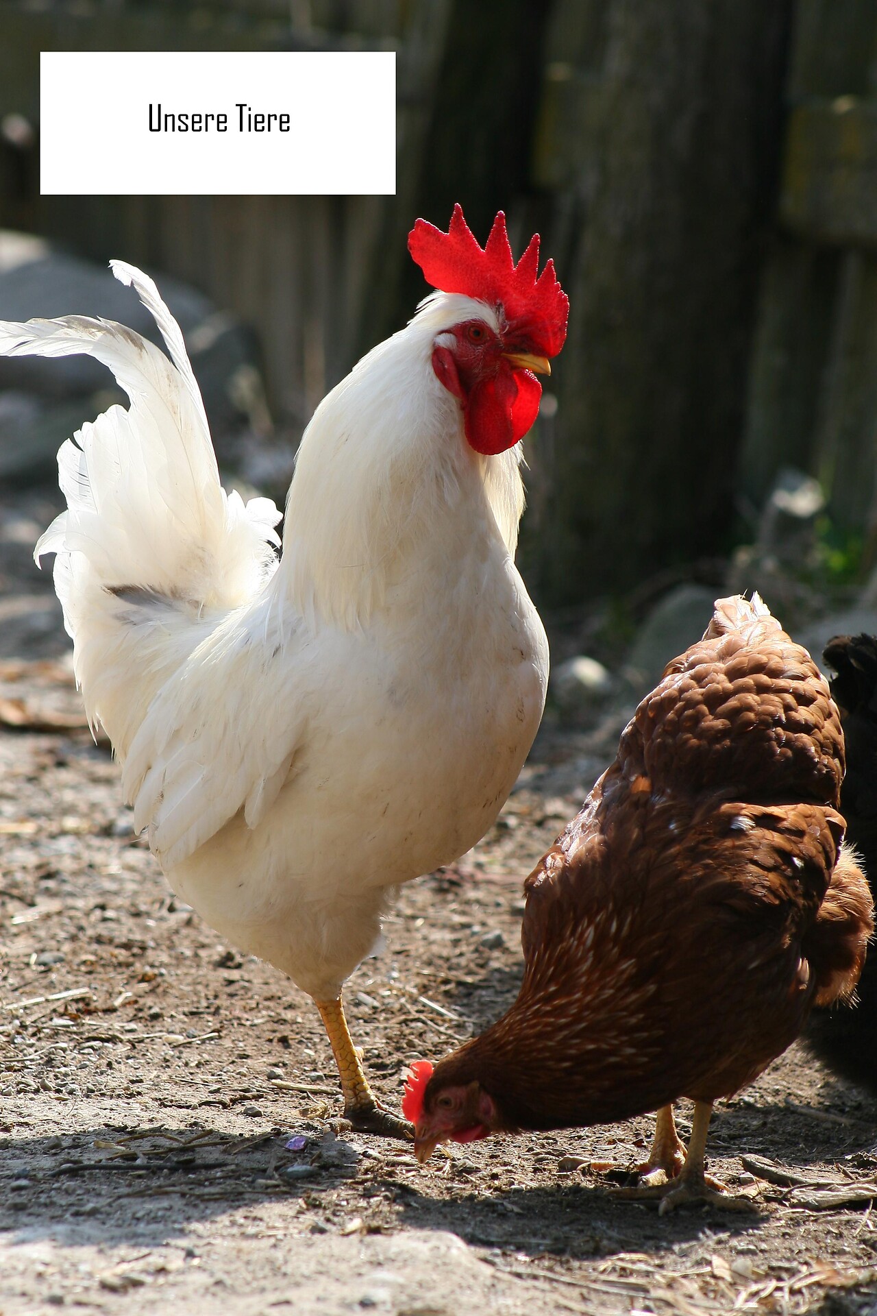 Chicken