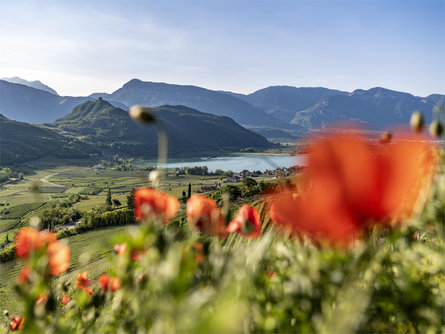 Ap. Winklkeller Caldaro sulla Strada del Vino 1 suedtirol.info