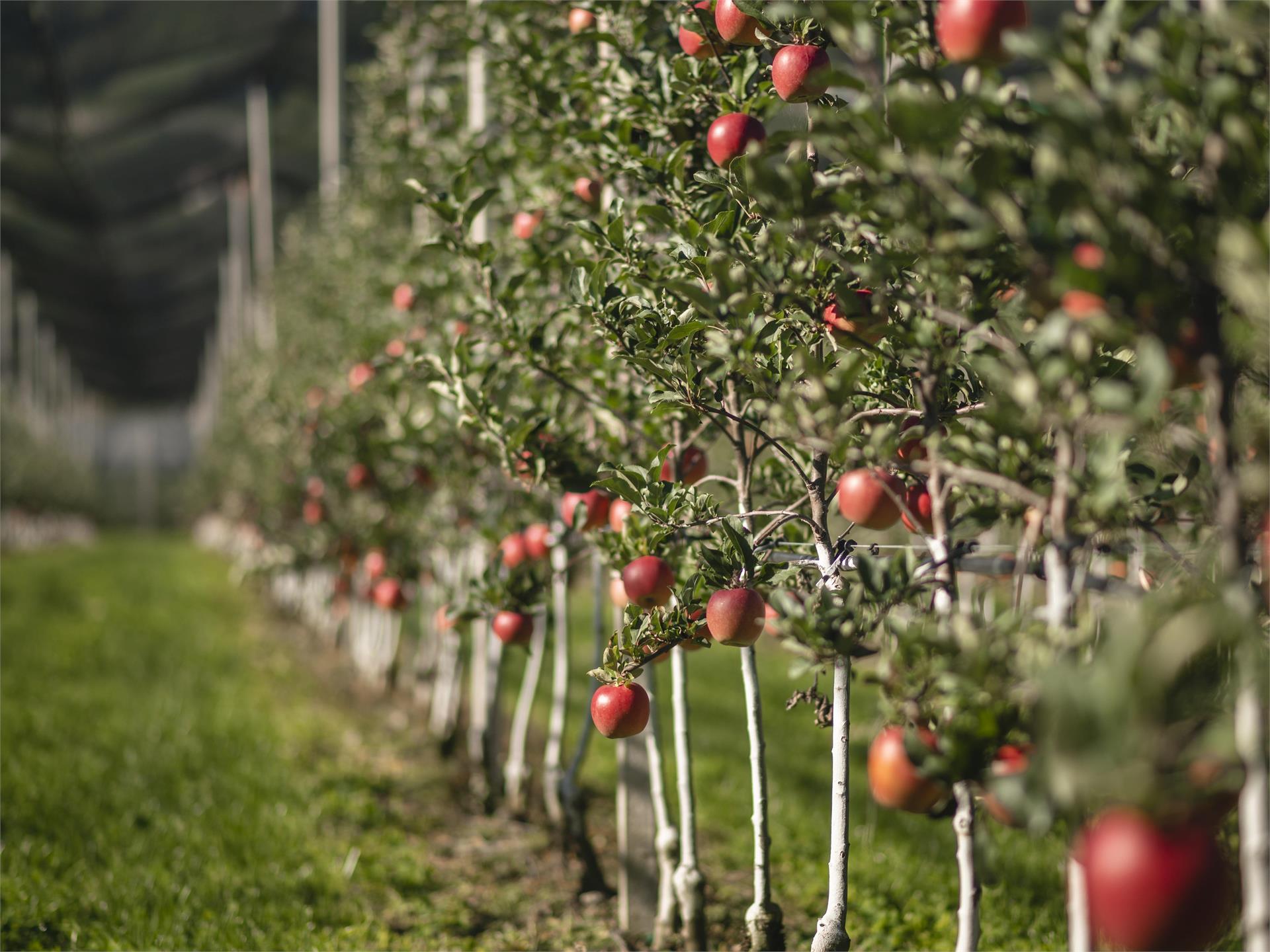 Giuded apple tours at the Grieserhof in Nals Nals/Nalles 2 suedtirol.info