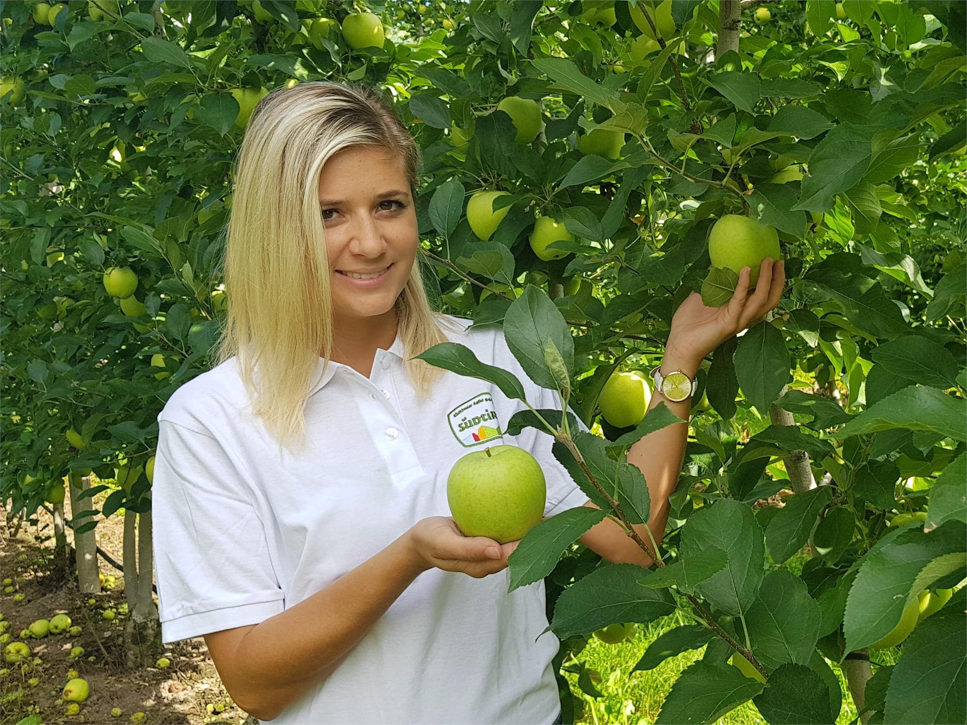 Giuded apple tours at the Grieserhof in Nals Nals/Nalles 1 suedtirol.info