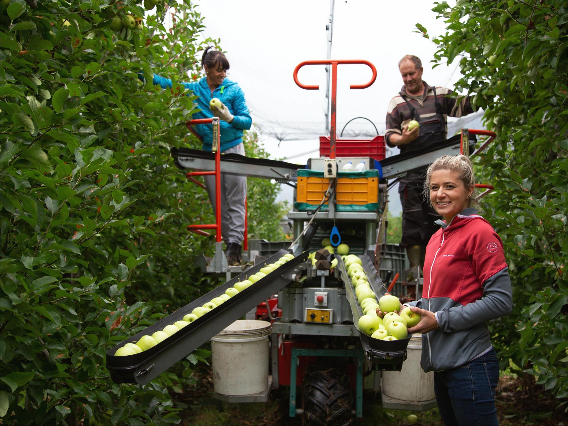 Giuded apple tours at the Grieserhof in Nals Nals/Nalles 2 suedtirol.info