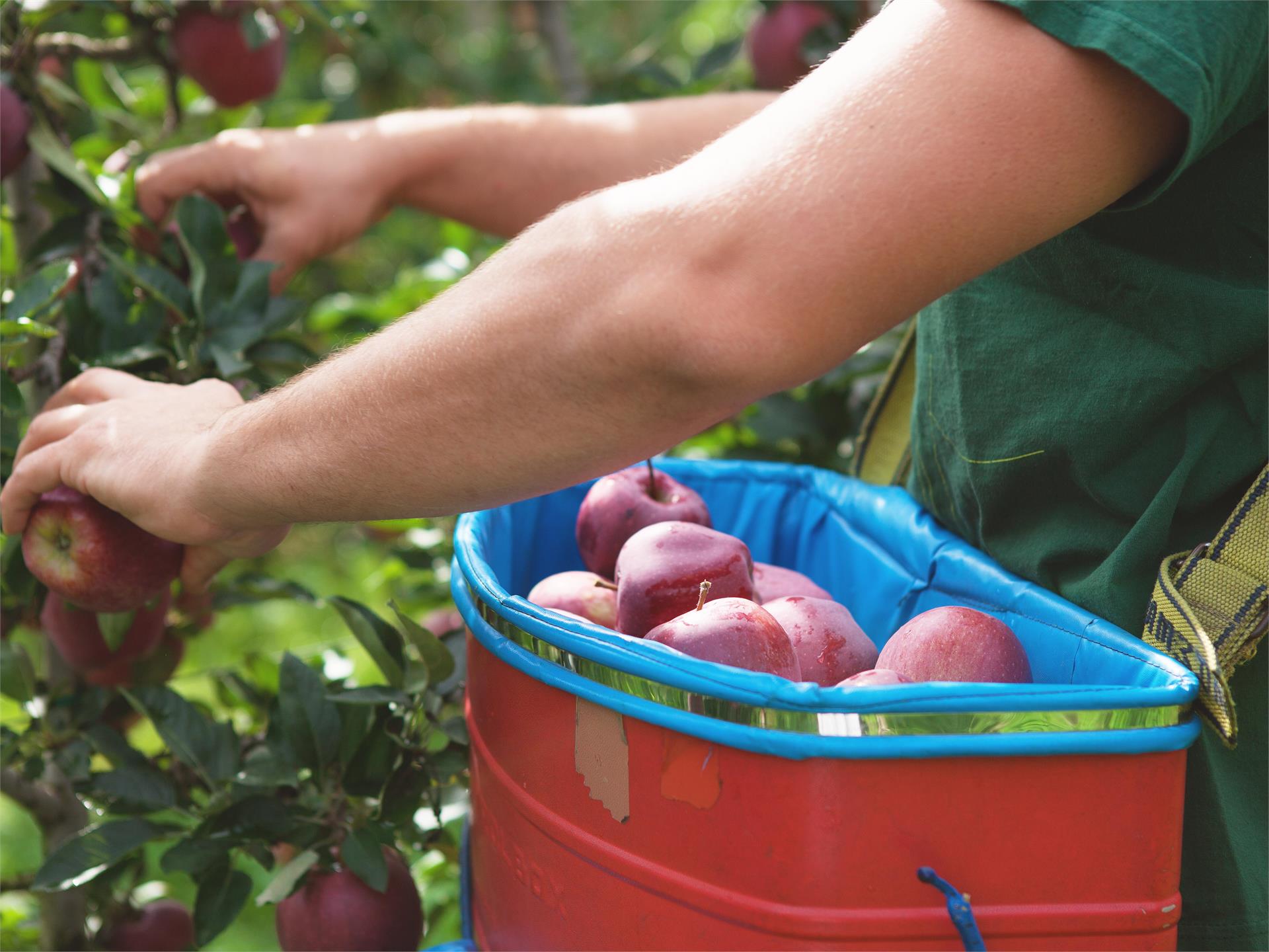 Giuded apple tours at the Grieserhof in Nals Nals/Nalles 3 suedtirol.info