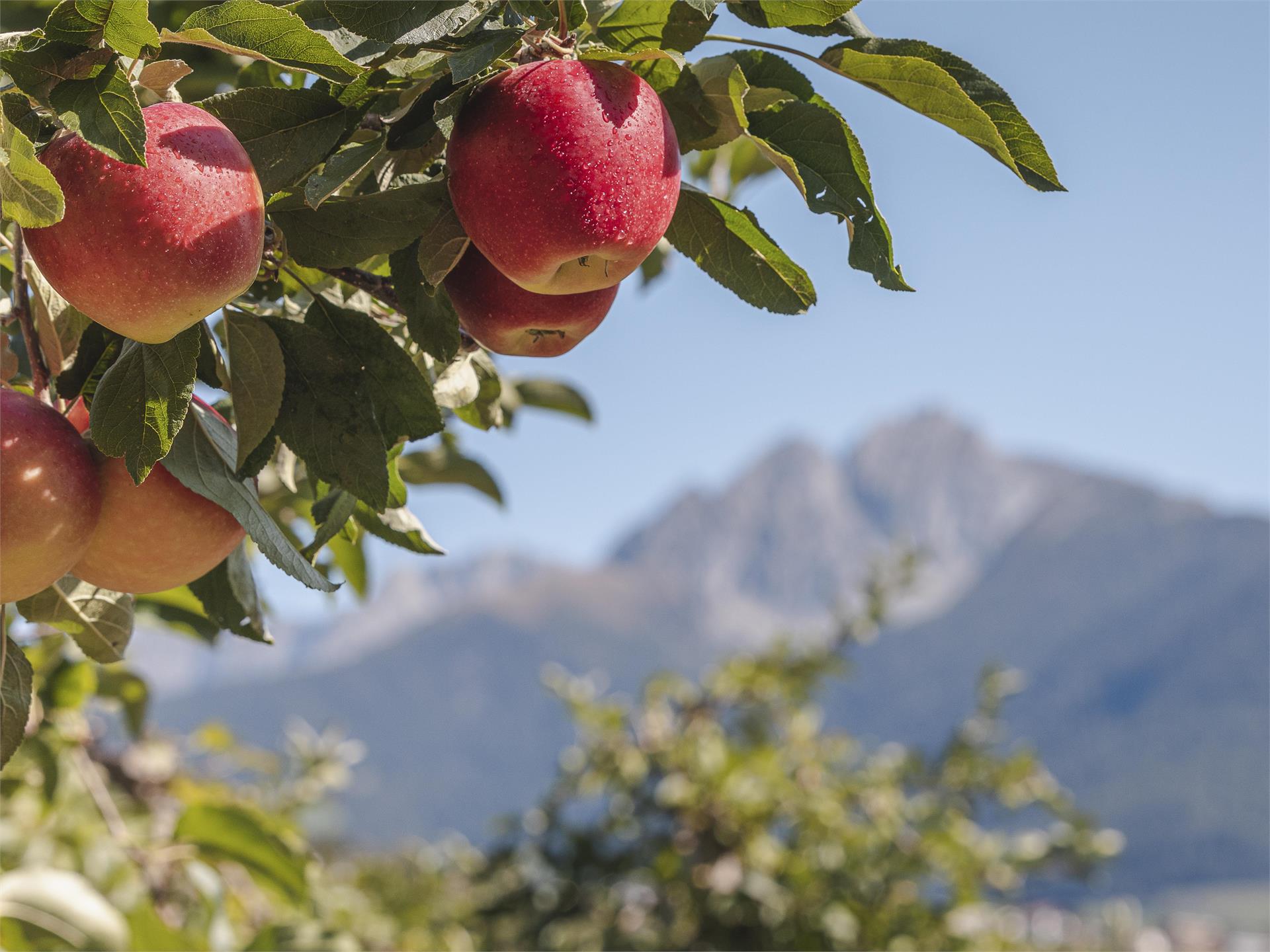 Guided tour through the apple meadows in Lana Lana 3 suedtirol.info