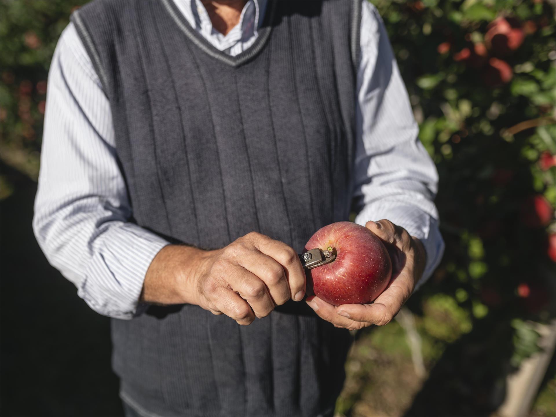 Guided tour through the apple meadows in Lana Lana 2 suedtirol.info