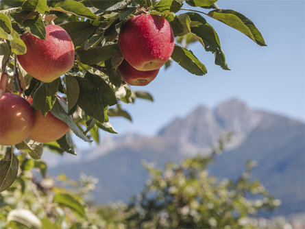 Sulle tracce della mela Rifiano 1 suedtirol.info