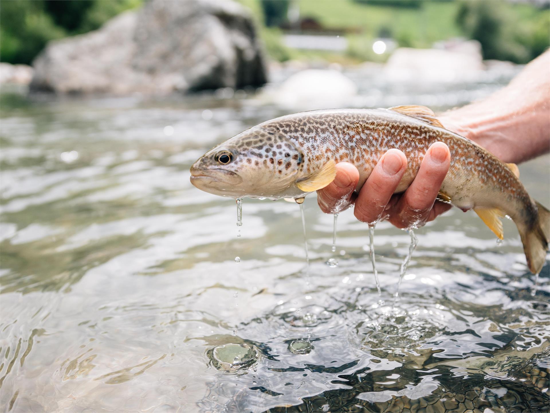 Auf den Spuren des Wassers (Psairer Langis) St.Martin in Passeier 2 suedtirol.info