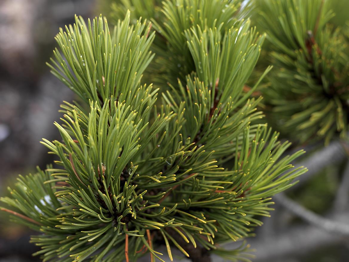 "Mountain blessing - the Sarentino dwarf pines" distillery visit & Kneipp Area Sarntal/Sarentino 1 suedtirol.info