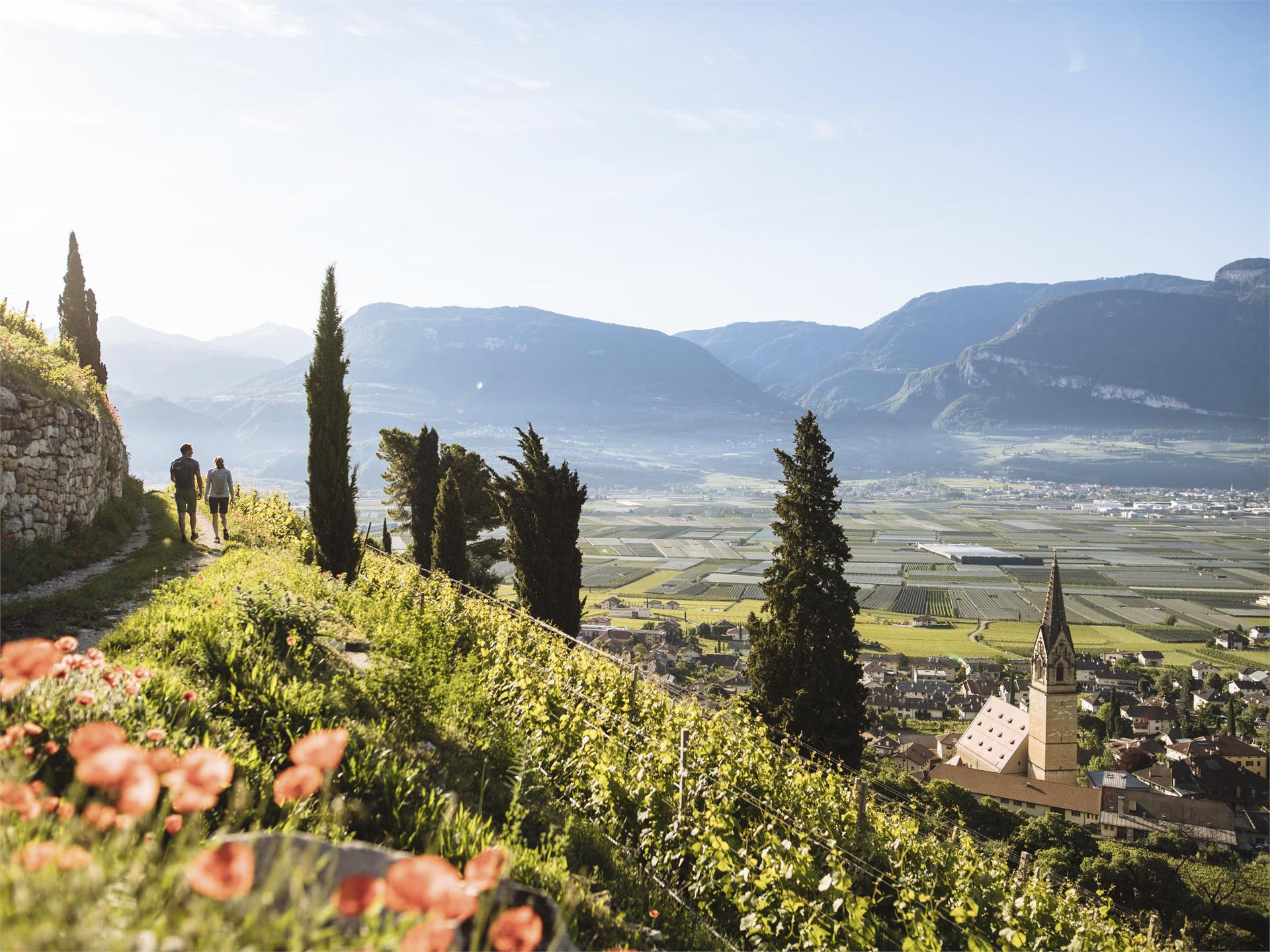 Hiking tour: Tramin - Margreid Schenna/Scena 2 suedtirol.info