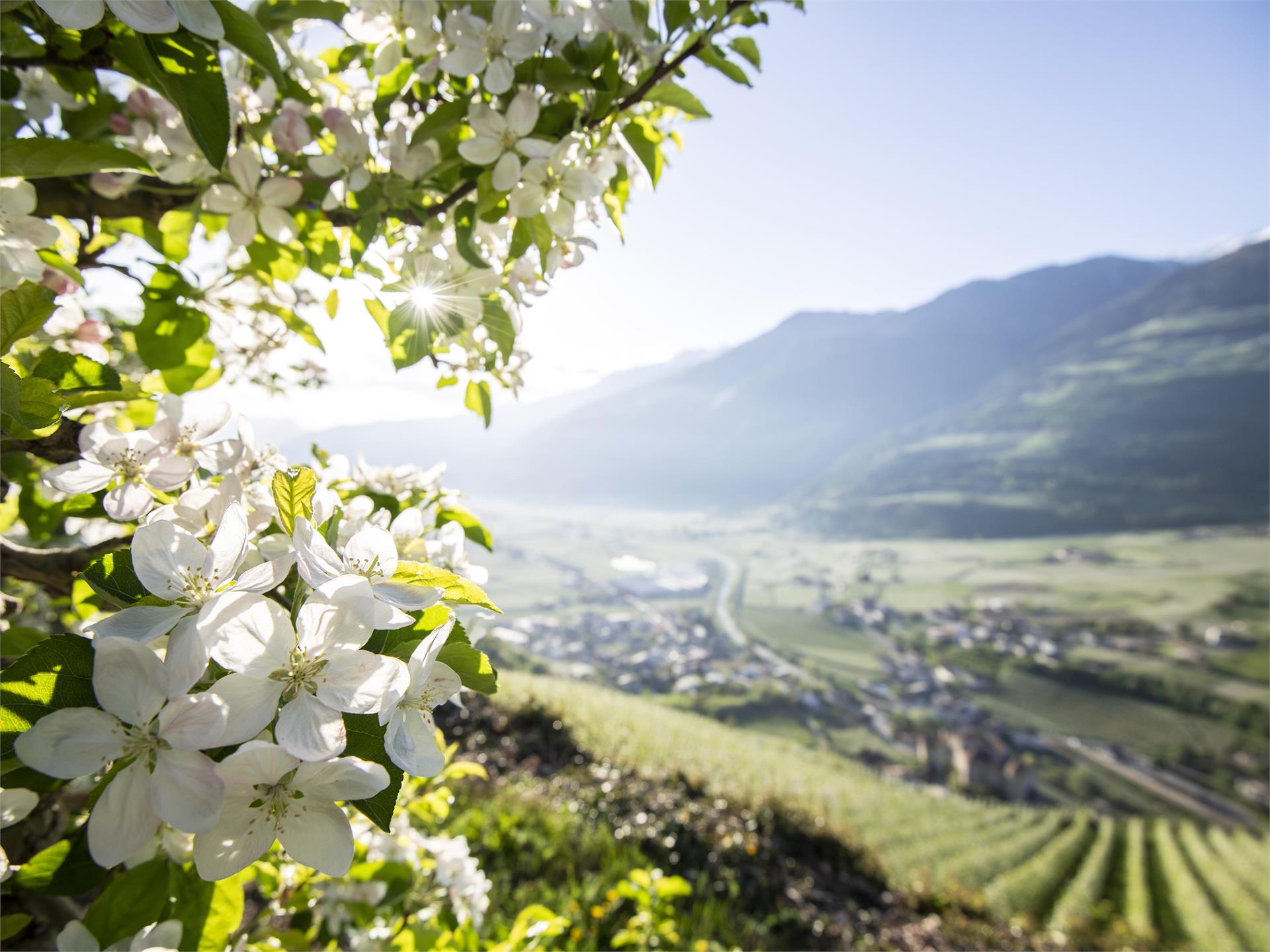 Escursione da Naturno a Parcines e Plars Scena 2 suedtirol.info