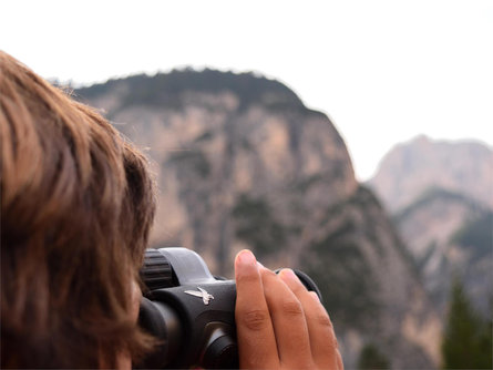 Dolomiti Ranger - Wildlife Observation at Dawn Al Plan/San Vigilio 1 suedtirol.info