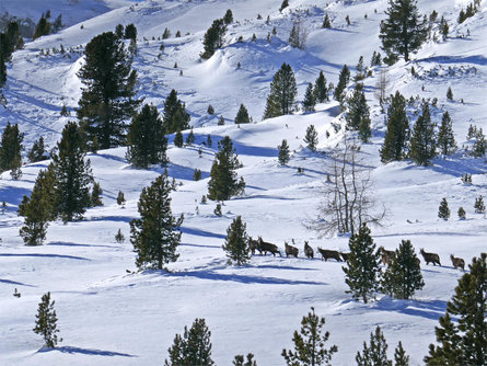 Dolomiti Ranger - Wildlife Observation in the snow Al Plan/San Vigilio 2 suedtirol.info