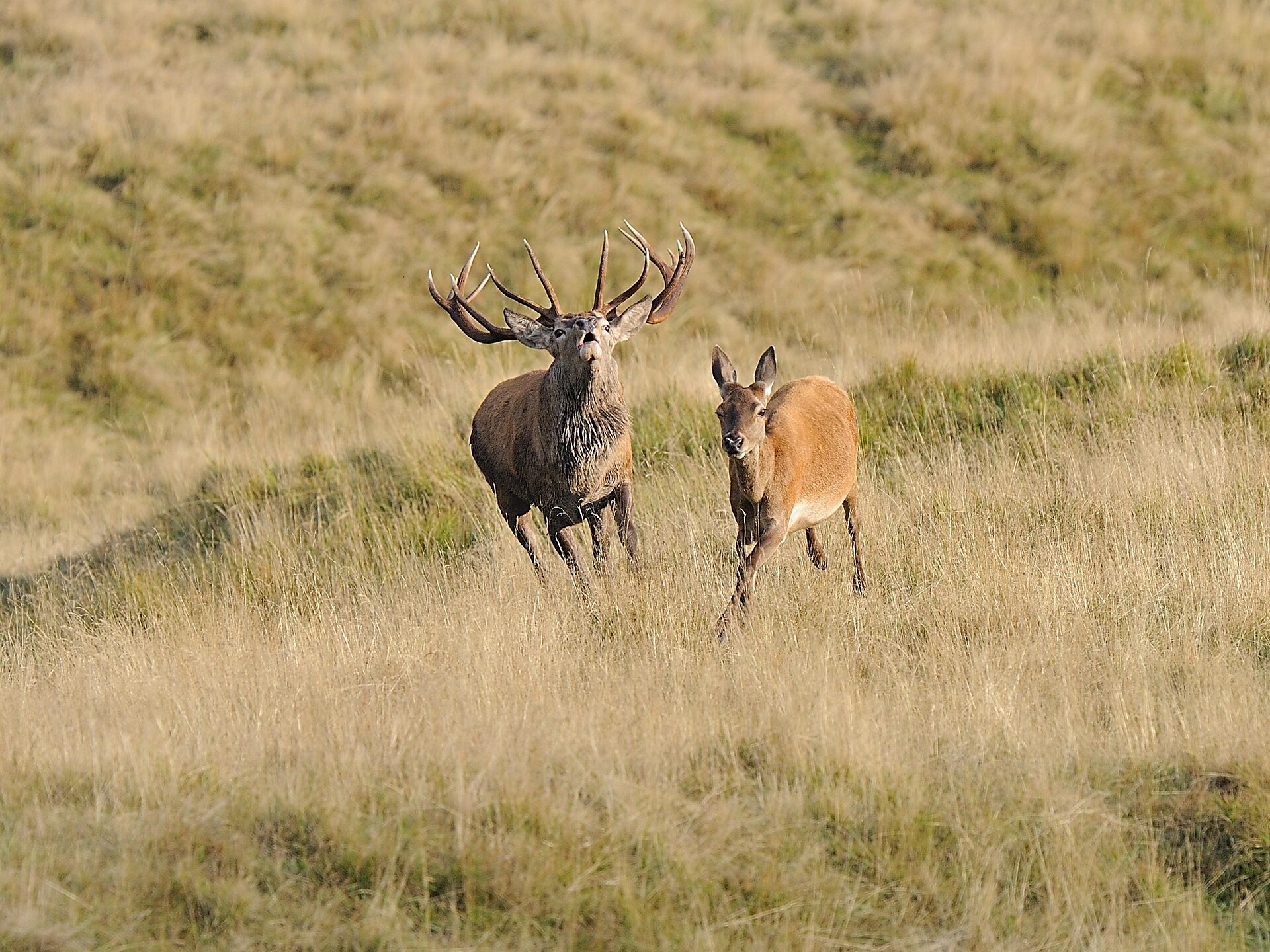 Mating Calls of the Red Deer (Ultental Valley) - with final breakfast Ulten/Ultimo 3 suedtirol.info