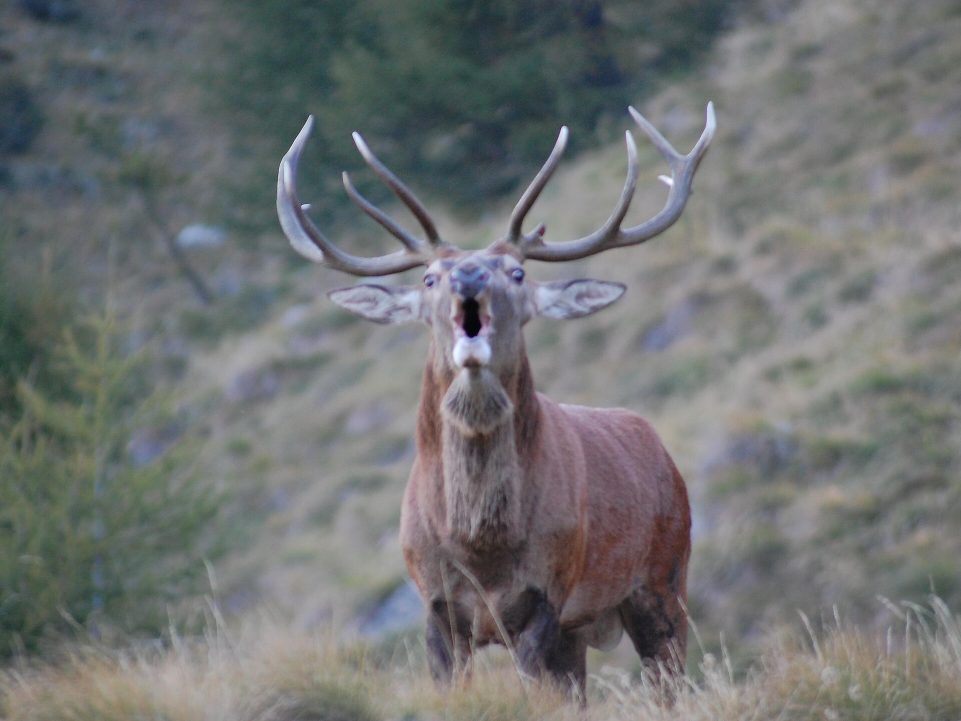 Mating Calls of the Red Deer (Ultental Valley) - with final breakfast Ulten/Ultimo 1 suedtirol.info