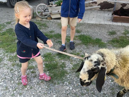 Un universo in fattoria: Scoprire il mondo delle pecore Castelrotto 2 suedtirol.info