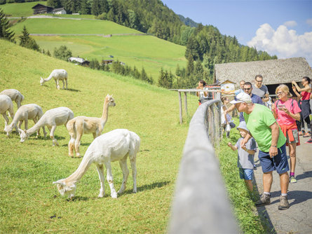 Ein tierisches Vergnügen: Spaziergang zur Alpakazucht St.Christina in Gröden 1 suedtirol.info