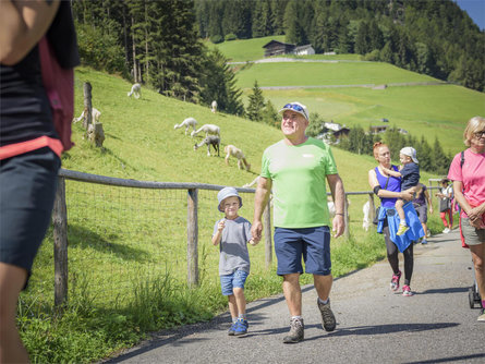 Ein tierisches Vergnügen: Spaziergang zur Alpakazucht St.Christina in Gröden 3 suedtirol.info