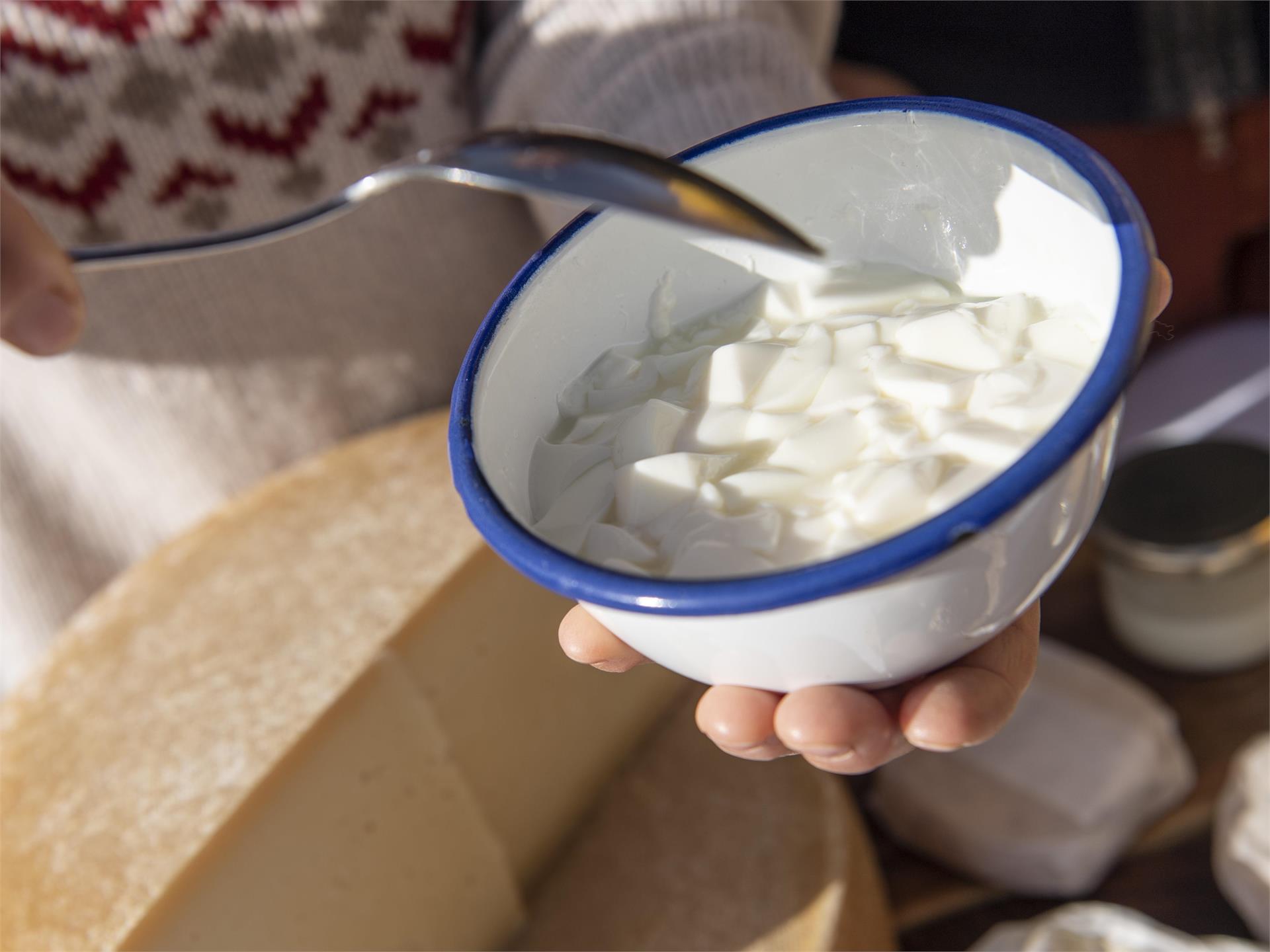 Erlebnis Bauernhof: Von der Milch zum Käse Kastelruth 2 suedtirol.info