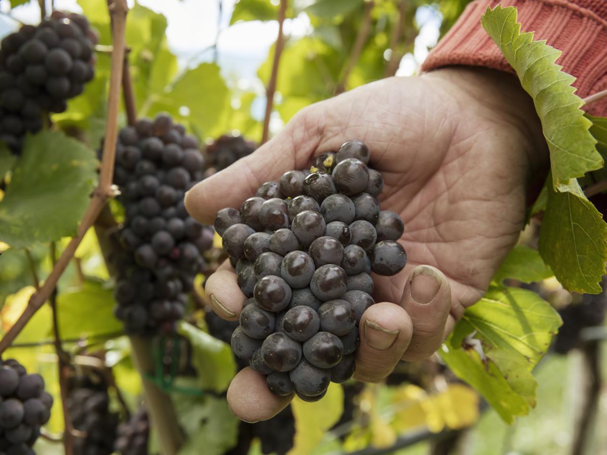 Degustazione di vini e visita guidata all'azienda vinicola "Köfelgut" Castelbello-Ciardes 2 suedtirol.info