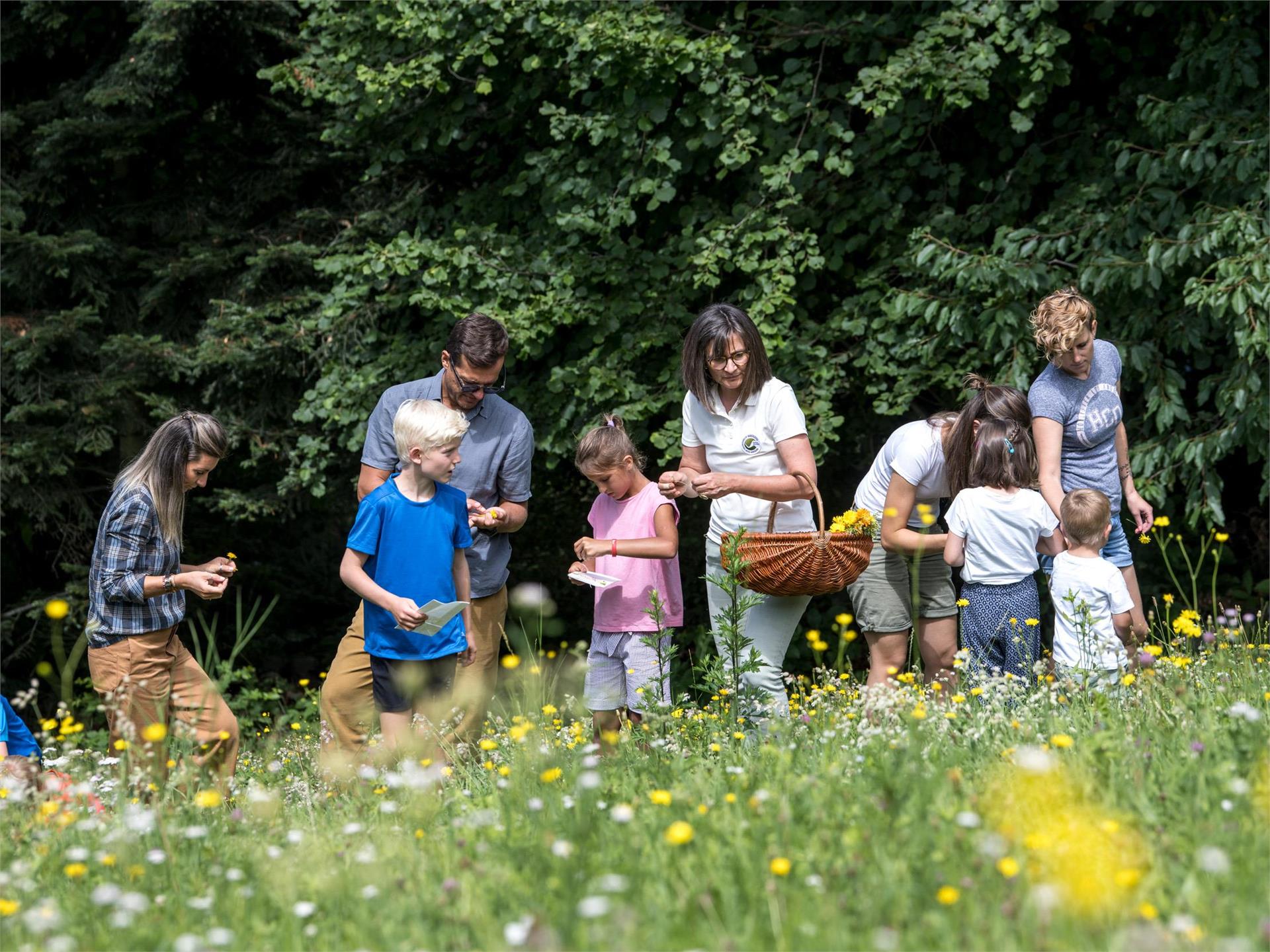 Familienprogramm: Kreative Naturwerkstatt Schenna 3 suedtirol.info