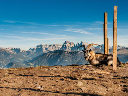 Escursioni giornaliera nelle Dolomiti Termeno sulla Strada del Vino 2 suedtirol.info