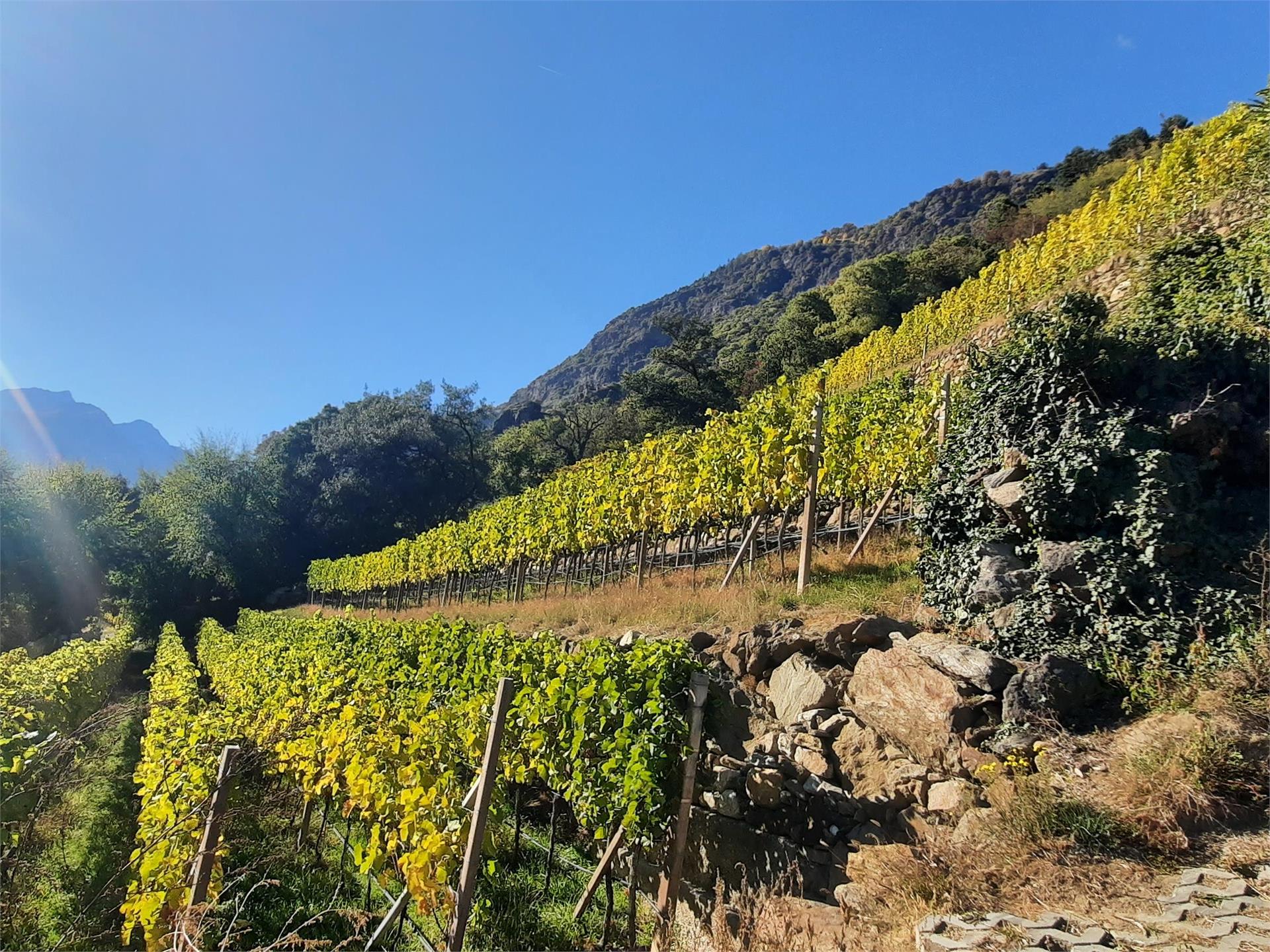 Escursione e degustazione di vini biologici nel vigneto della cantina "Lehengut" Castelbello-Ciardes 2 suedtirol.info