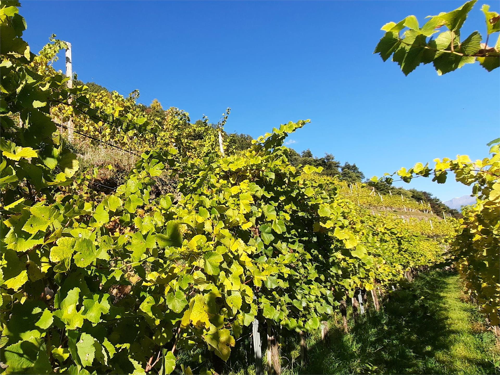 Escursione e degustazione di vini biologici nel vigneto della cantina "Lehengut" Castelbello-Ciardes 3 suedtirol.info