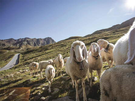 Kuppelwieser Markt Ulten 2 suedtirol.info