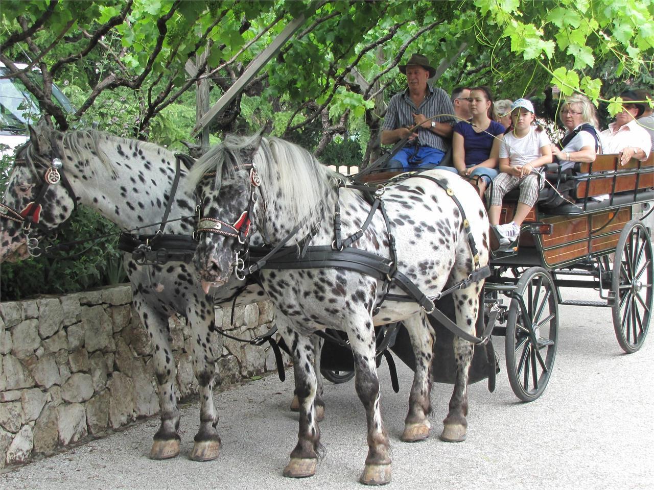 Carriage ride Tramin an der Weinstraße/Termeno sulla Strada del Vino 1 suedtirol.info