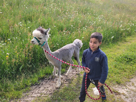 Lama and Alpaca trekking at Meransen / Maranza Kiens/Chienes 1 suedtirol.info