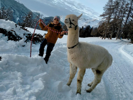 Lama and Alpaca trekking at Meransen / Maranza Kiens/Chienes 3 suedtirol.info